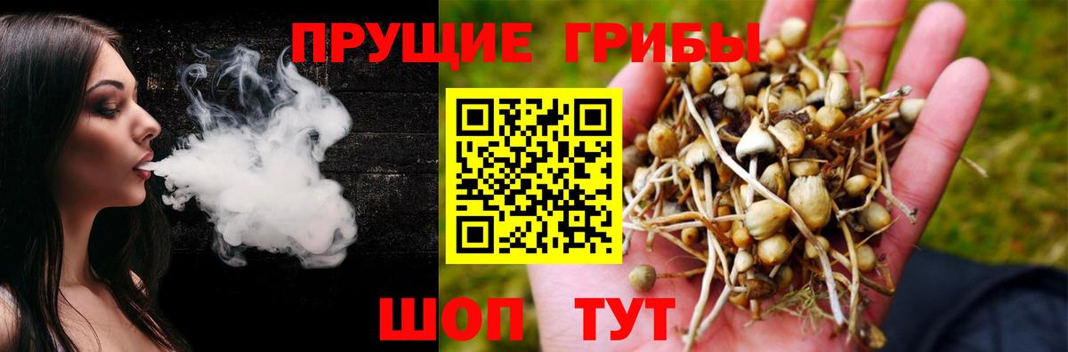 Краснознаменск  Псилоцибиновые грибы Cubensis  Вход с VPN 